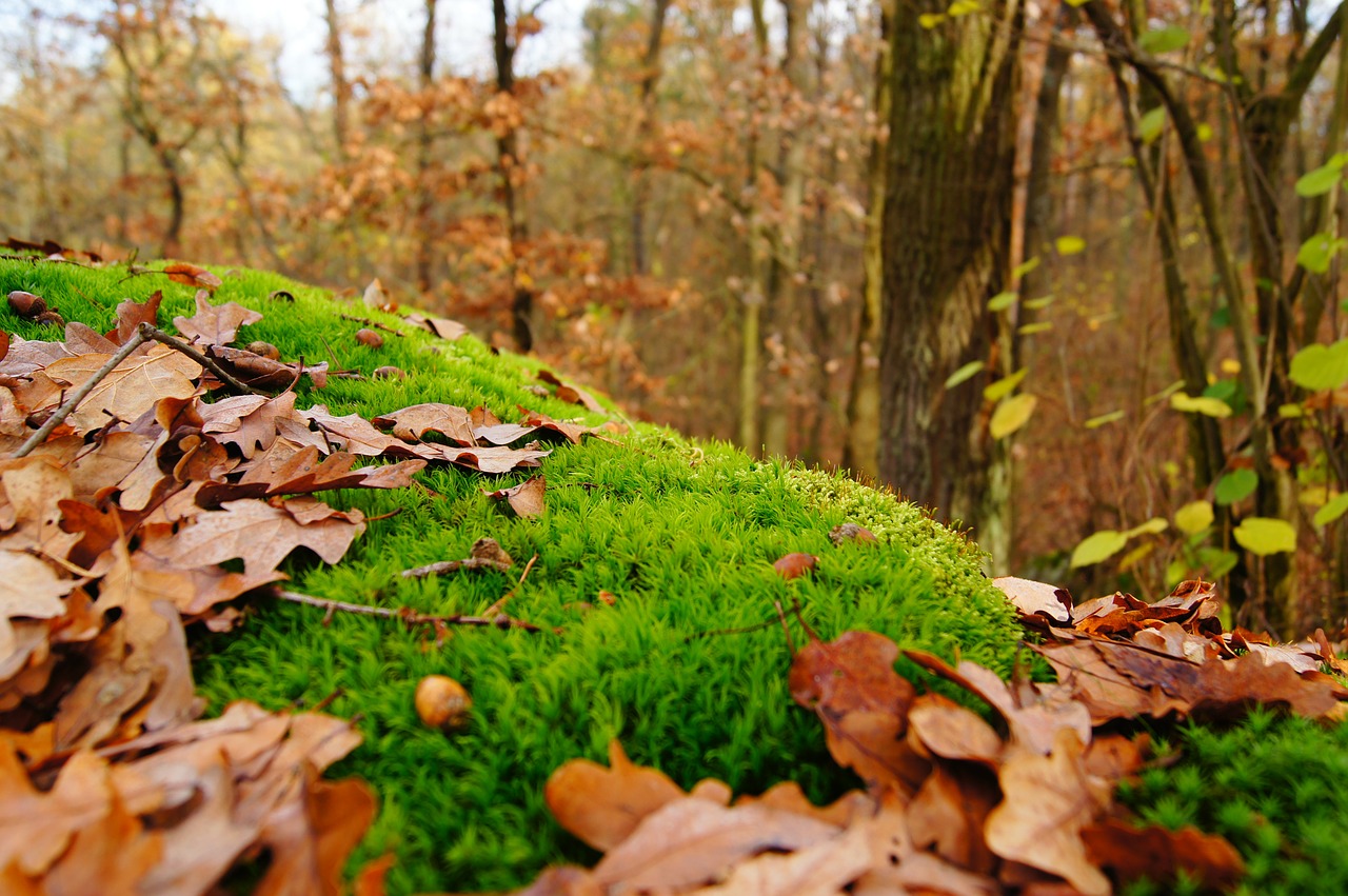 moss green autumn free photo