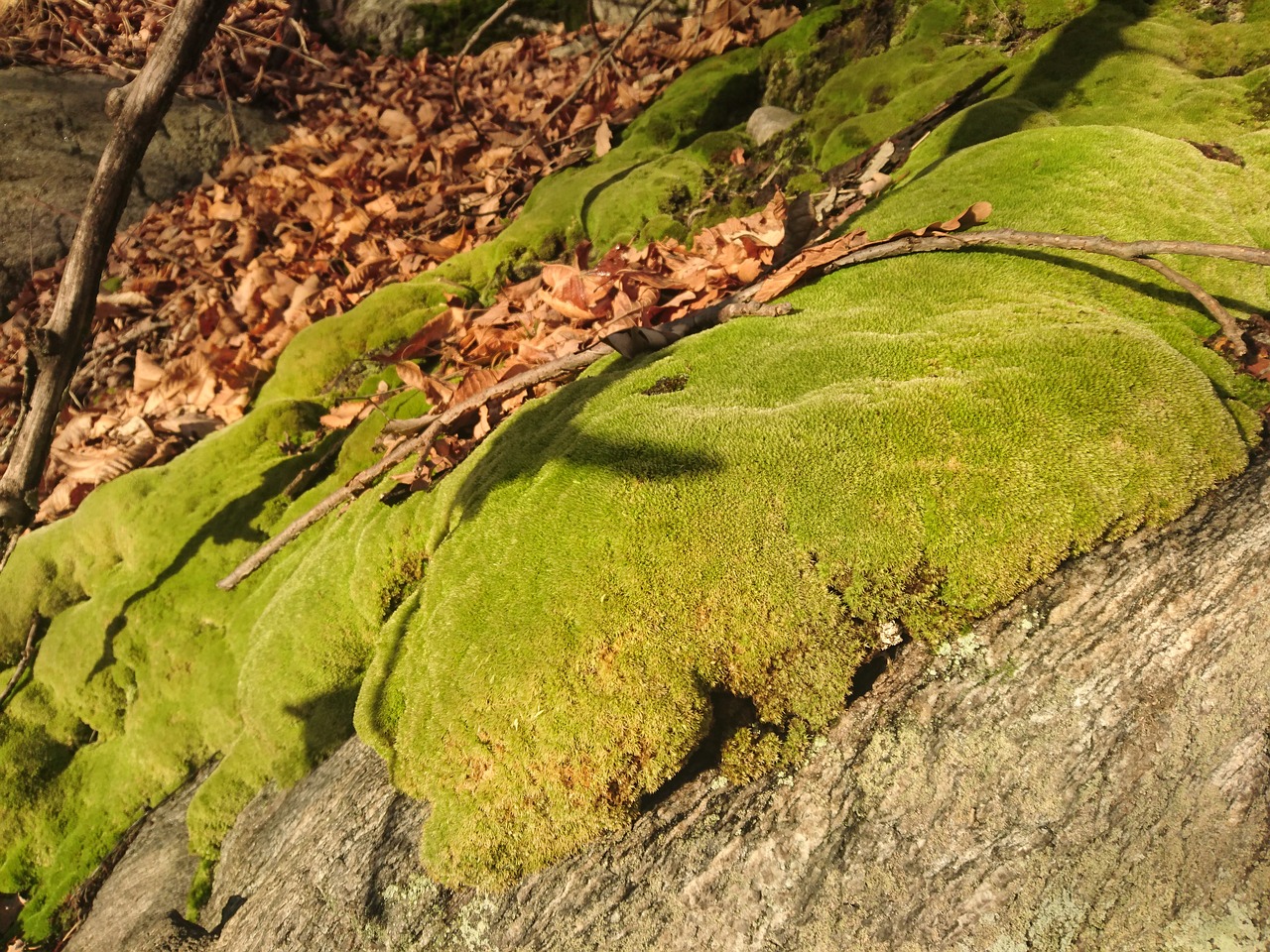 moss forest wet free photo