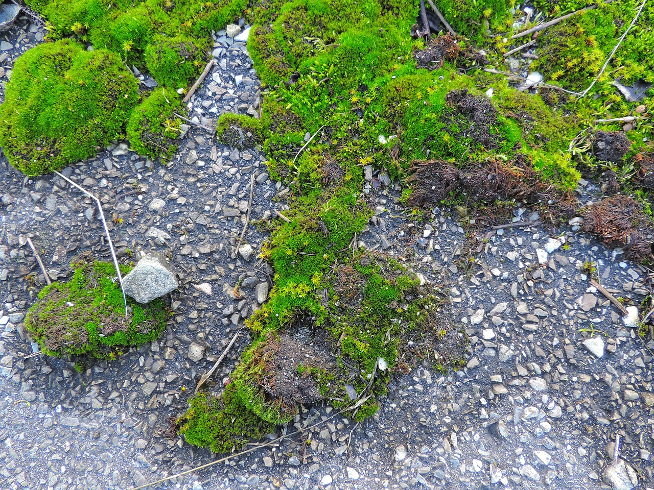 moss lands green free photo
