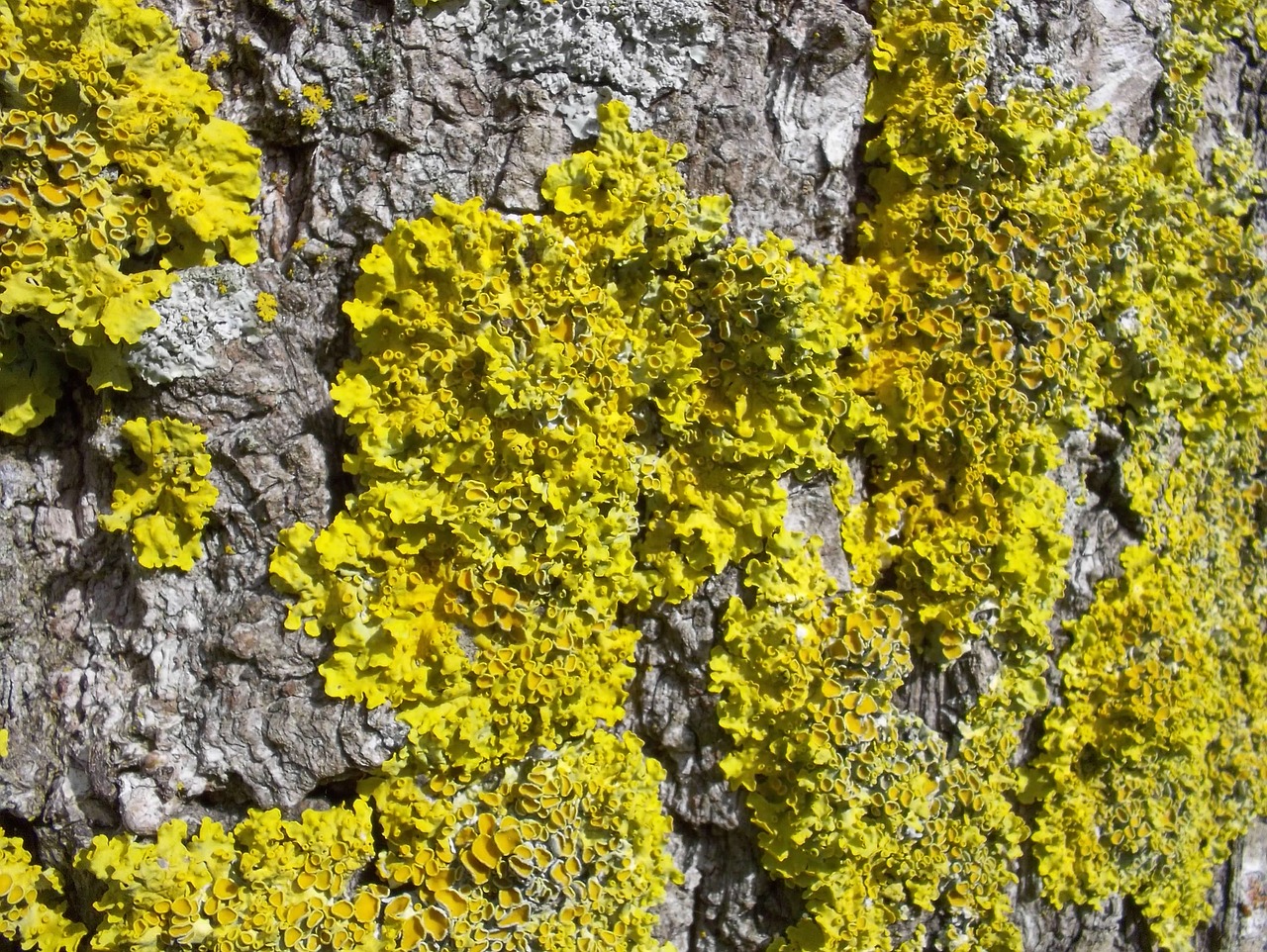 moss yellow bark free photo