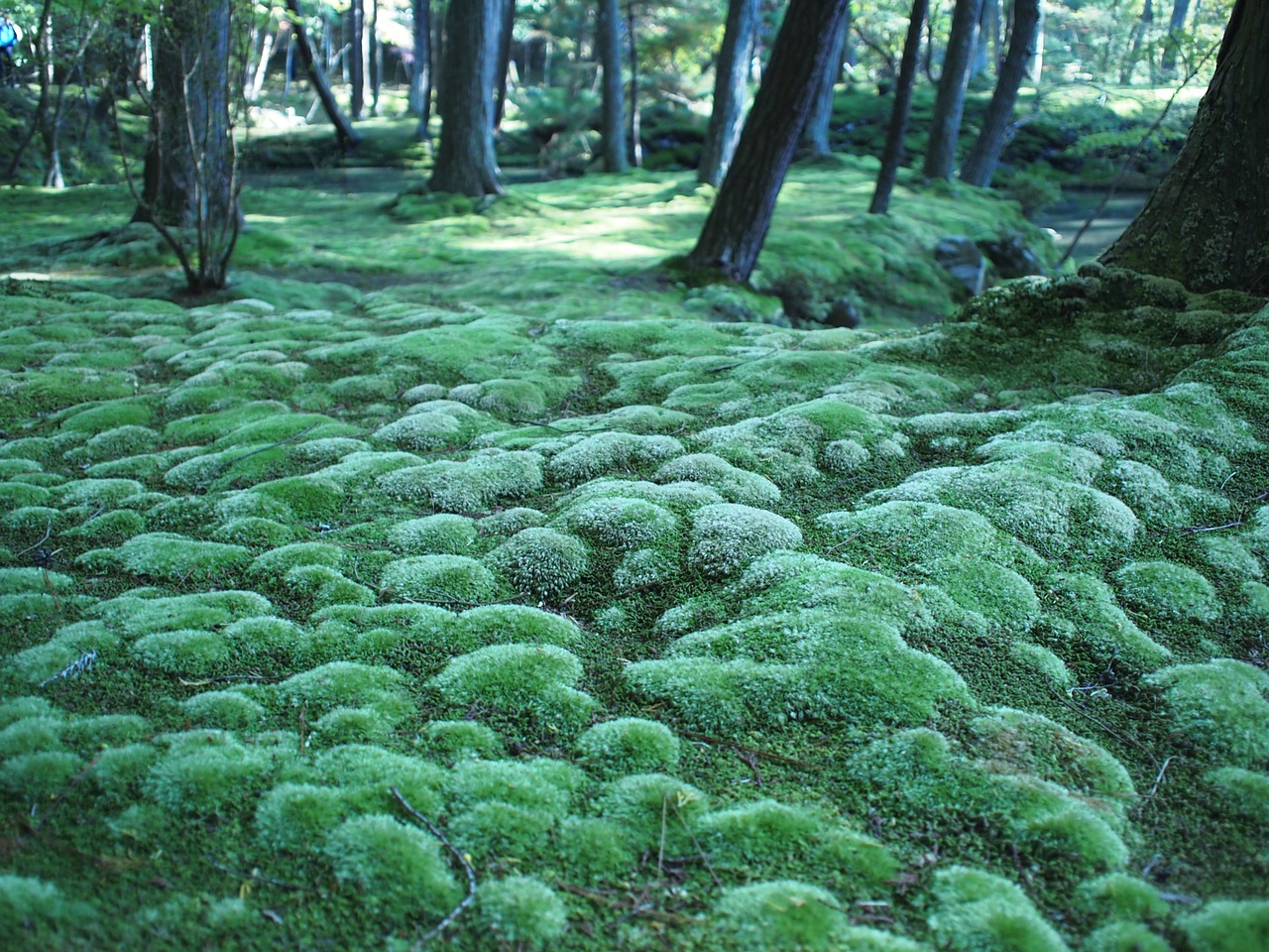 moss forest forest floor free photo