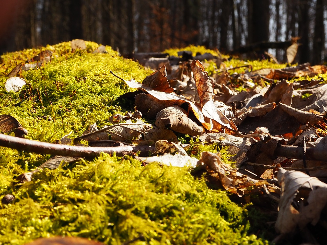 moss leaves nature free photo