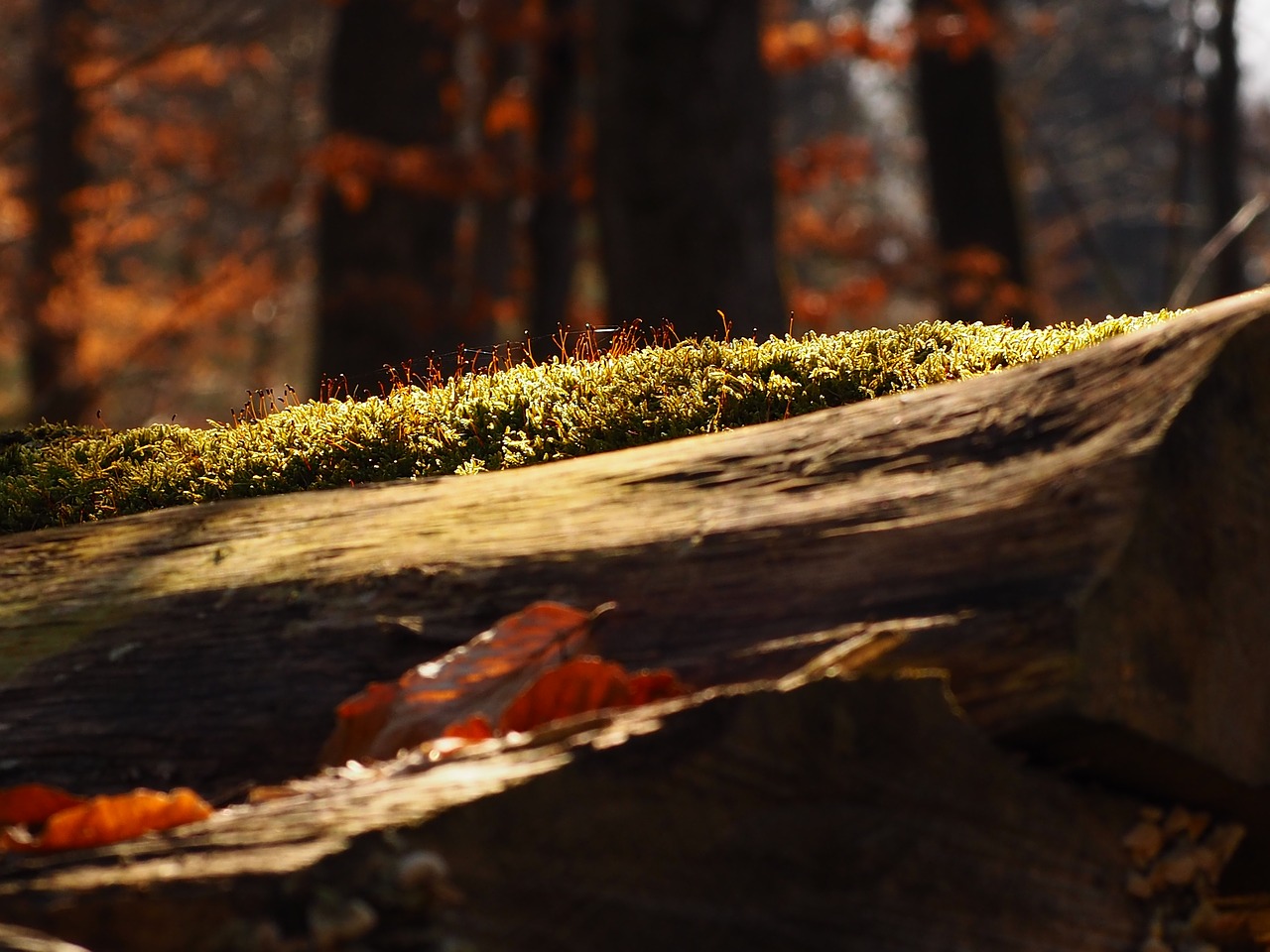 moss forest nature free photo