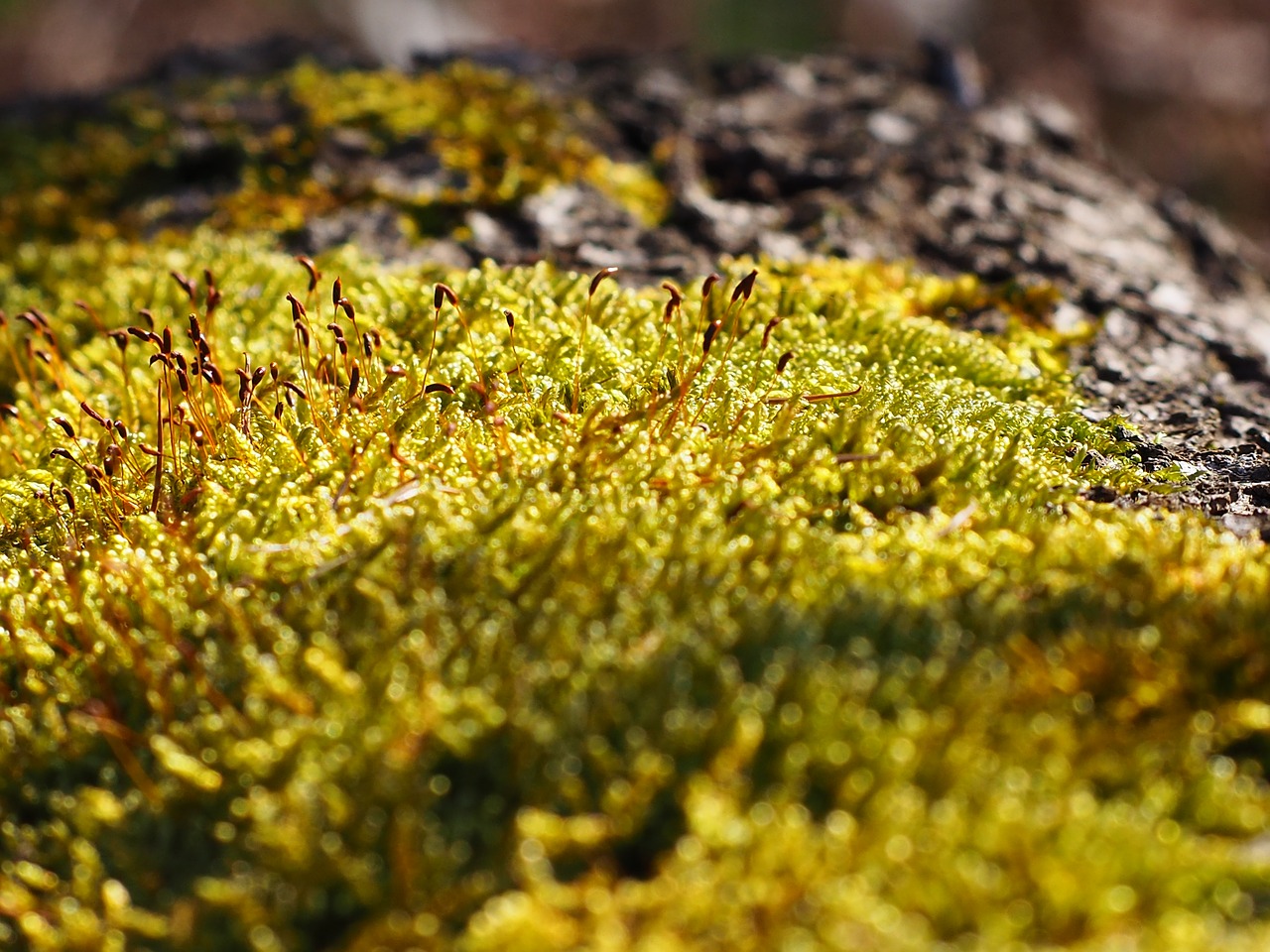 moss log nature free photo