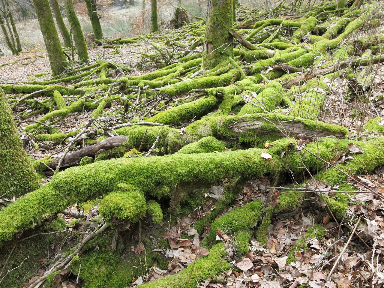 moss branch forest free photo