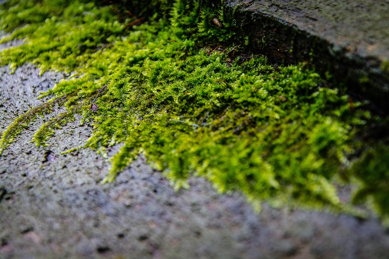 moss nature forest free photo