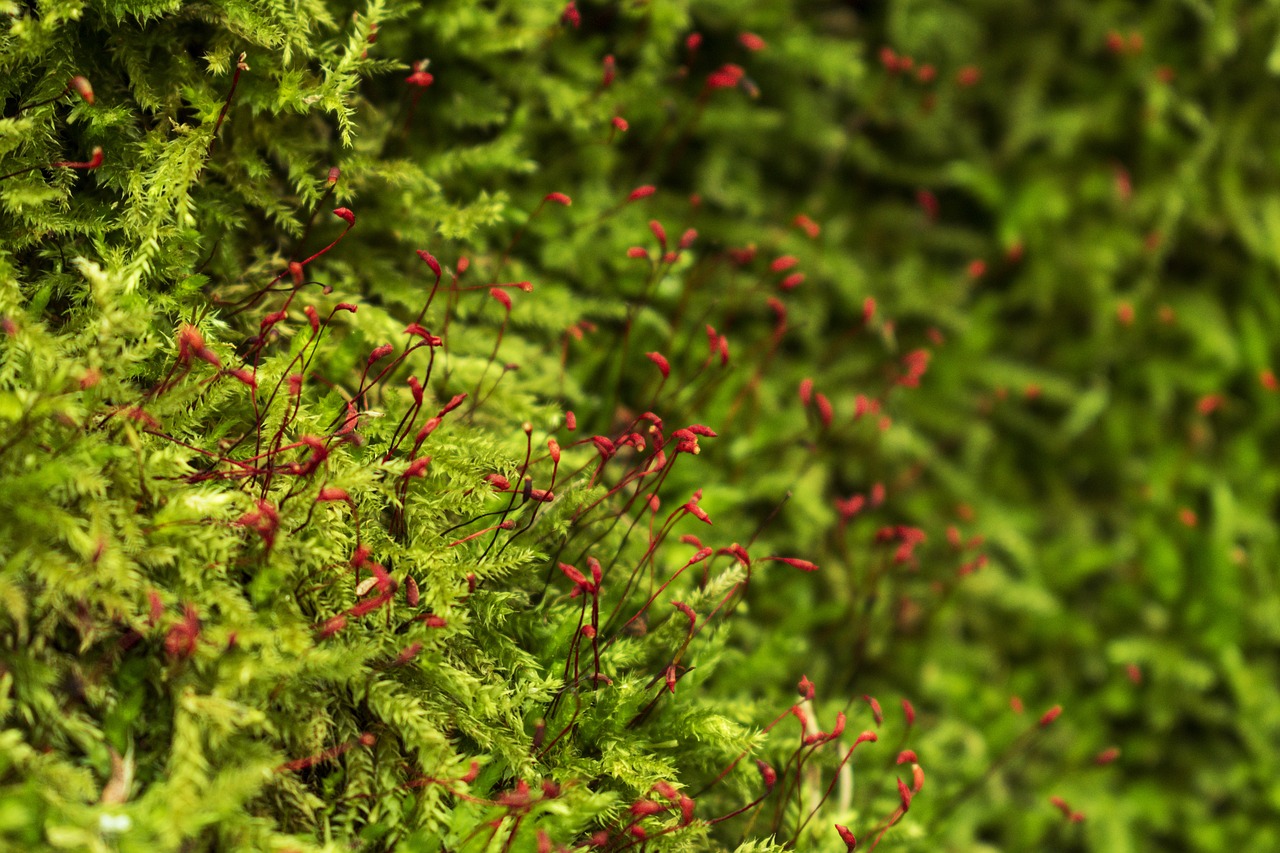 moss green nature free photo