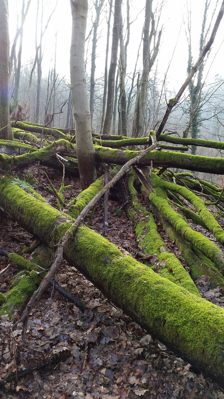 moss trees forest free photo