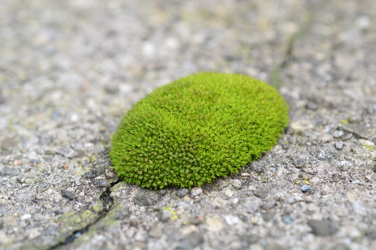 moss texture green free photo