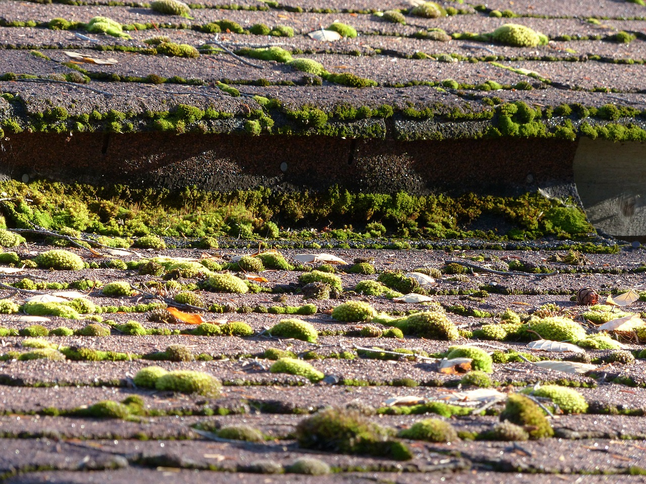 moss covered roof free photo