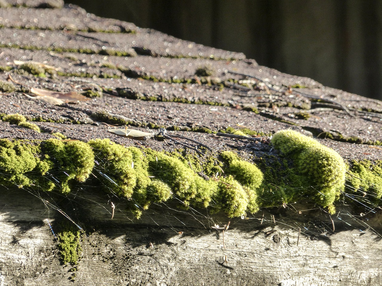 moss covered roof free photo