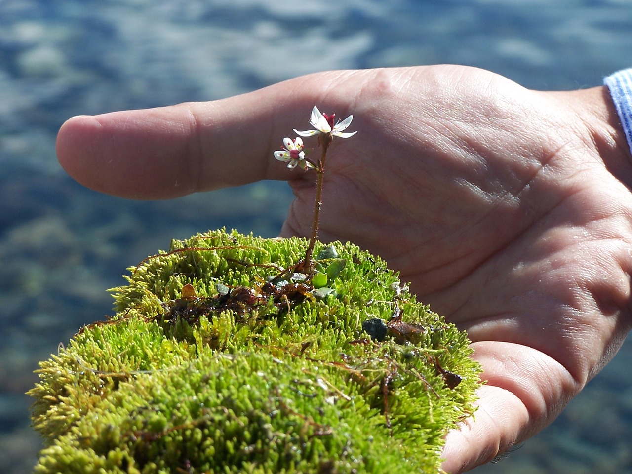 moss flower delicacy free photo