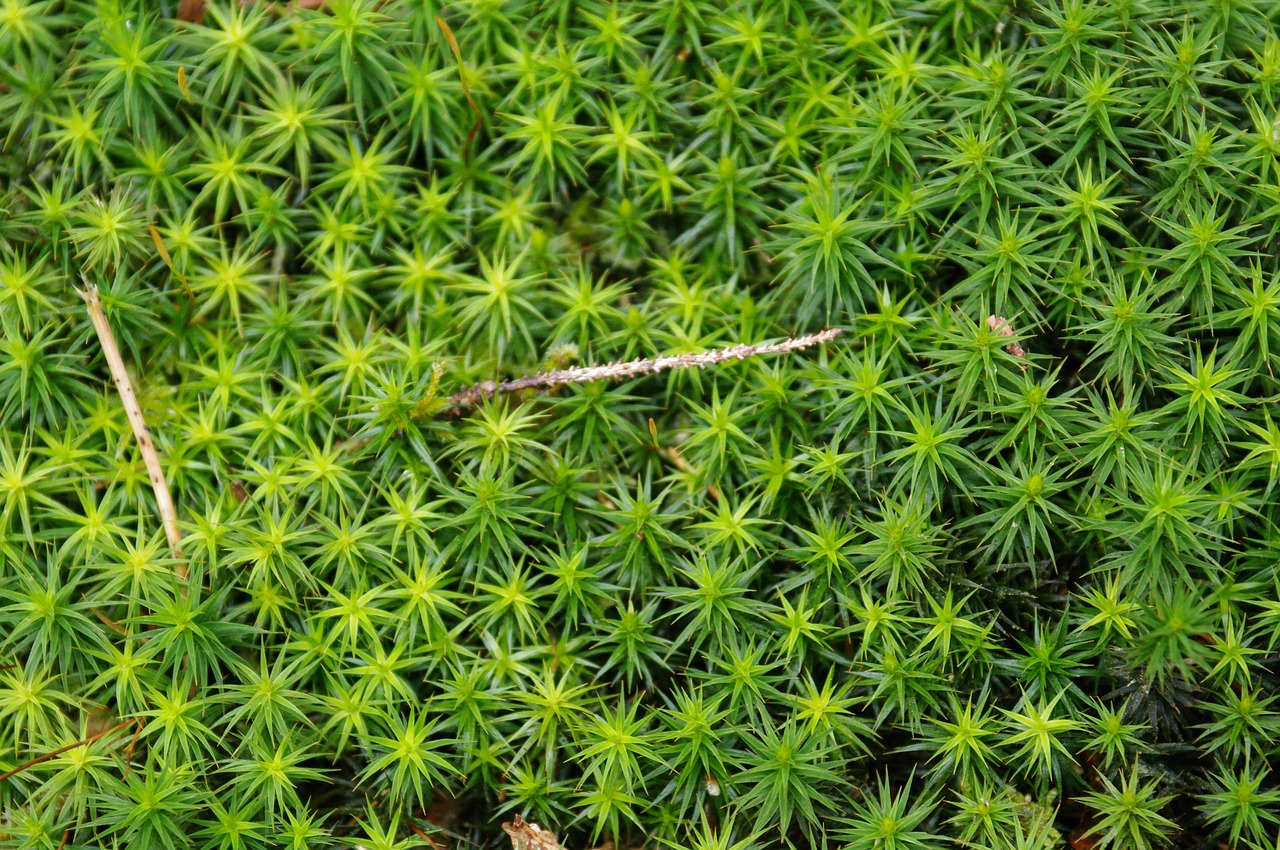 moss nature green free photo