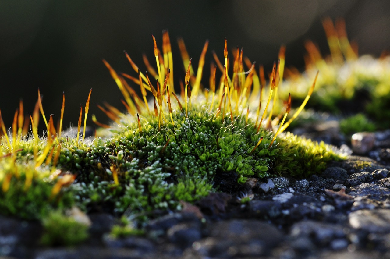 moss macro nature free photo