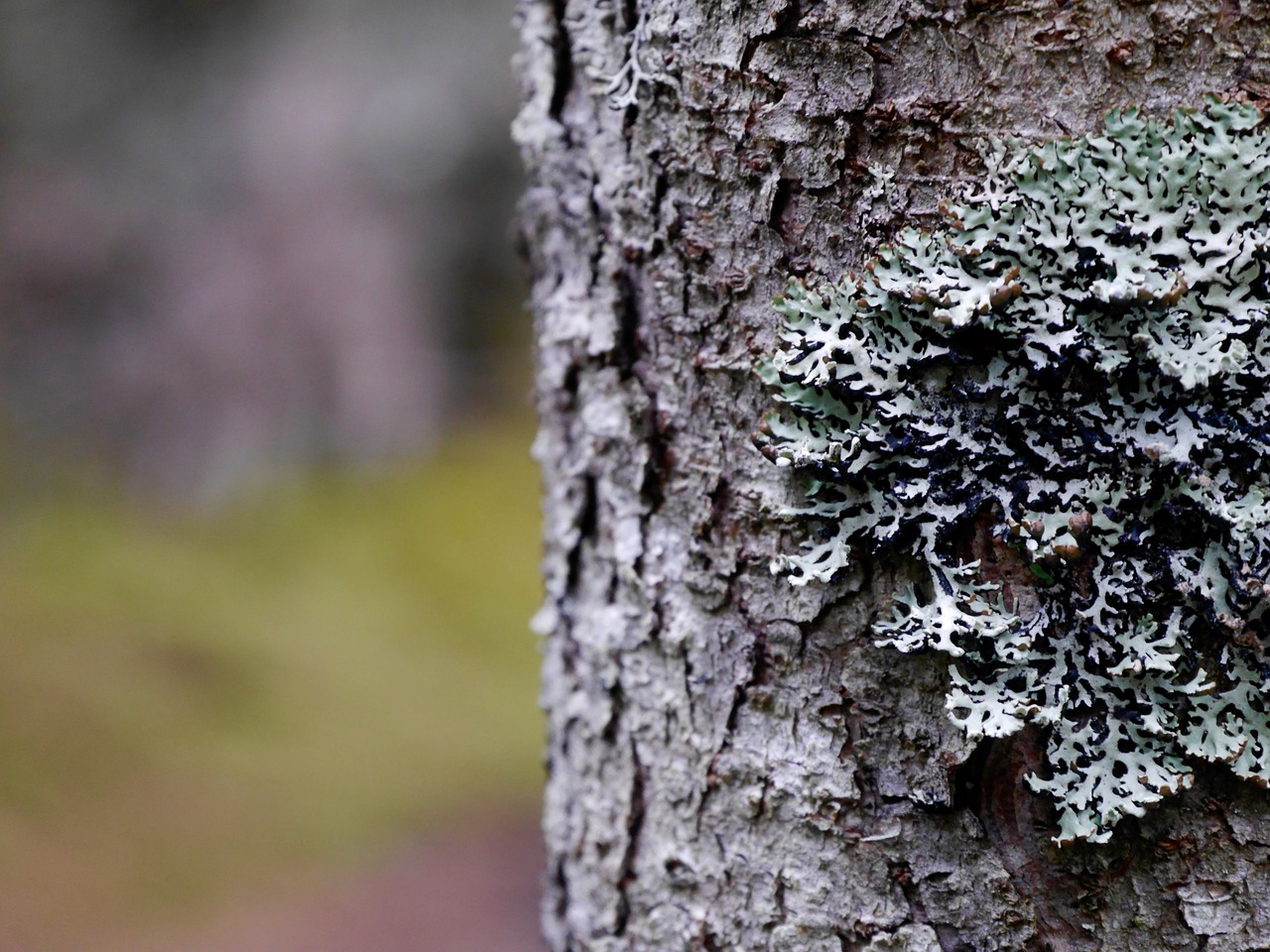 moss tree nature free photo