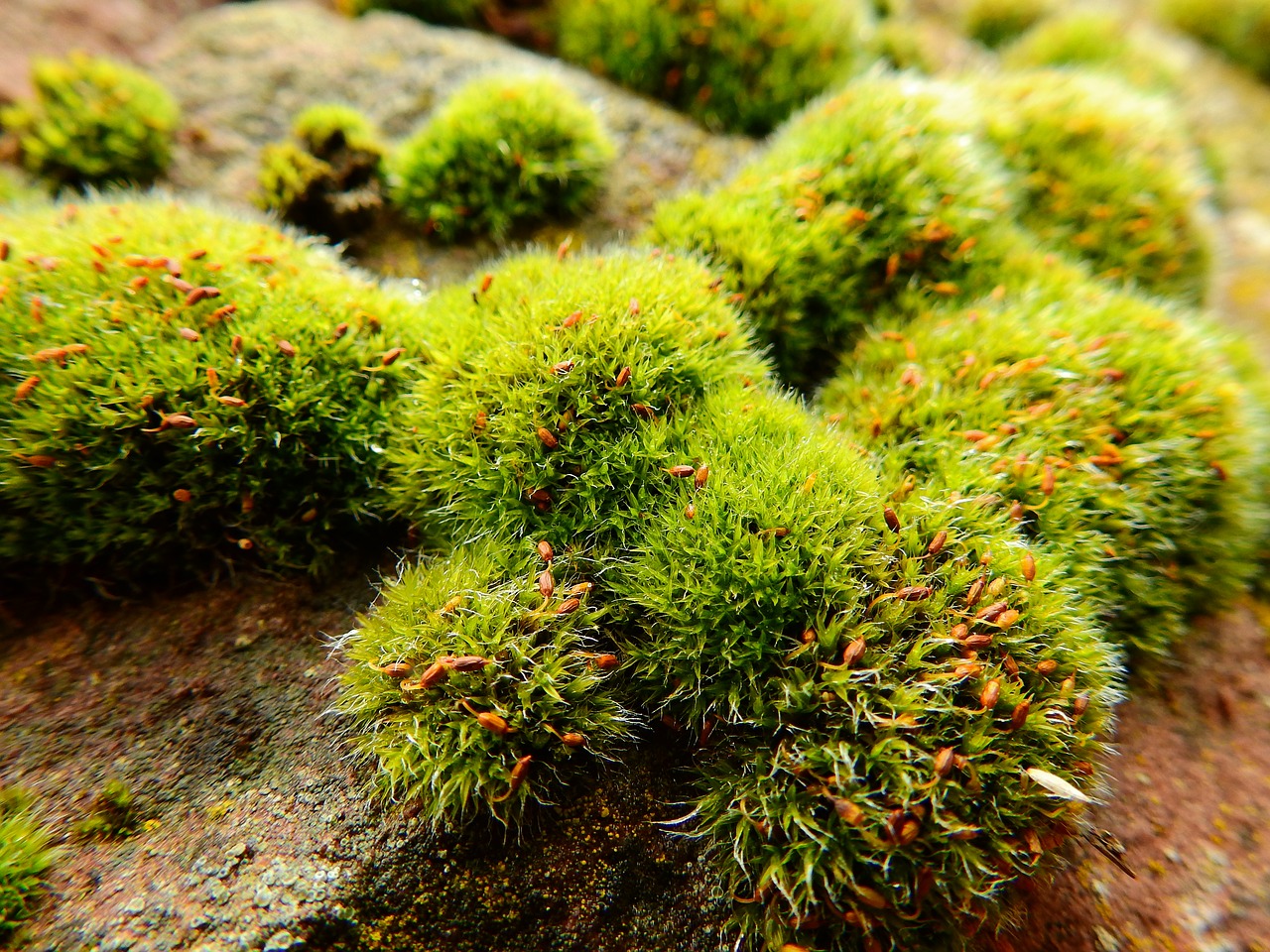 moss stone rock free photo