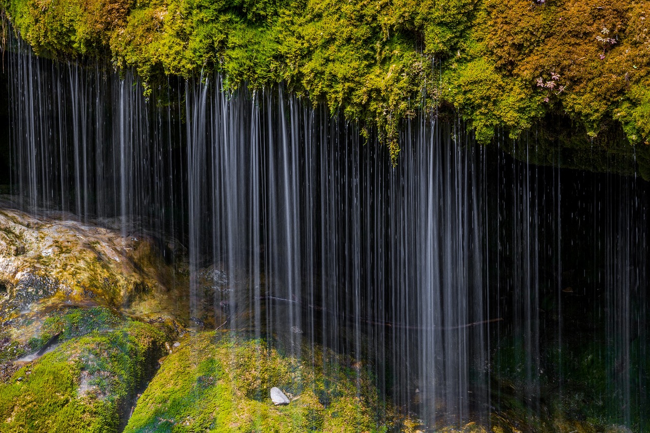 moss water nature free photo