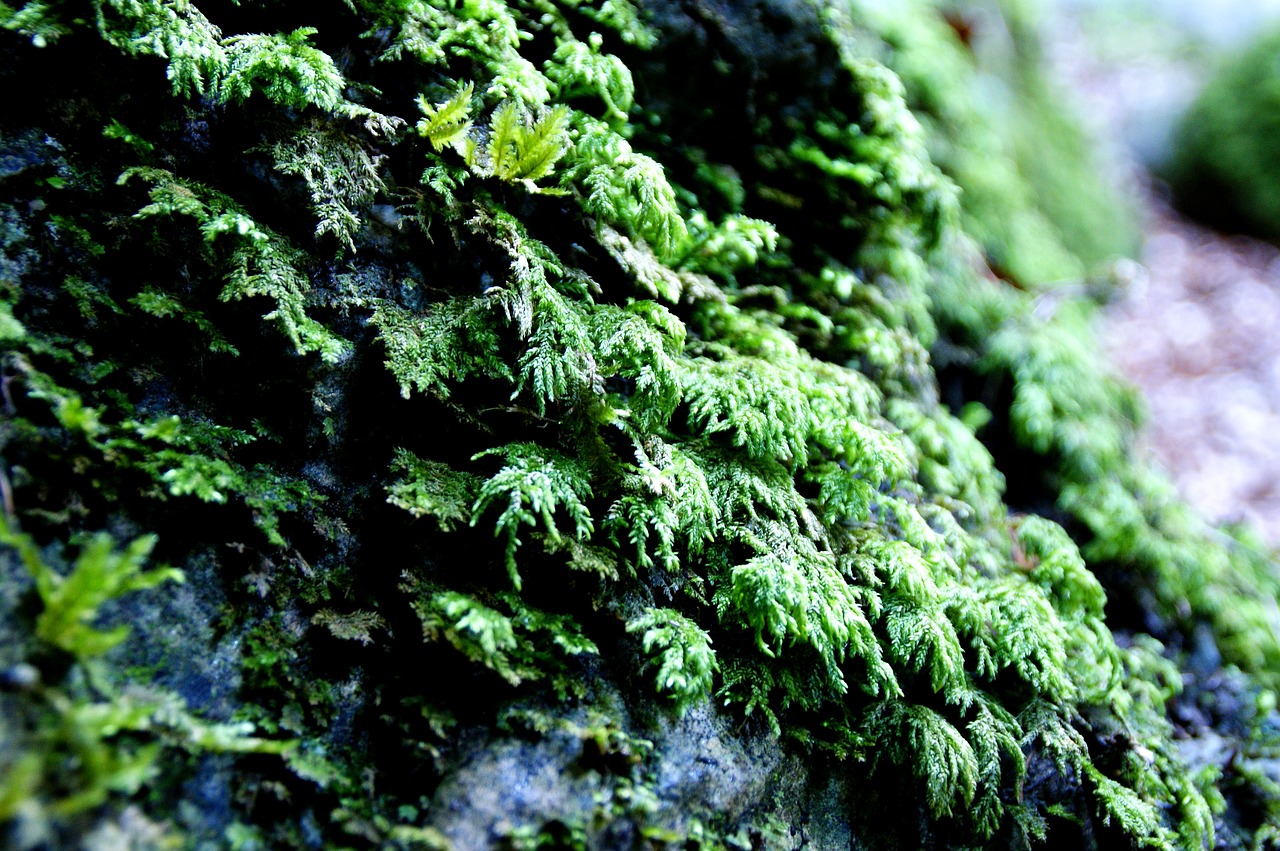 moss stone weave free photo