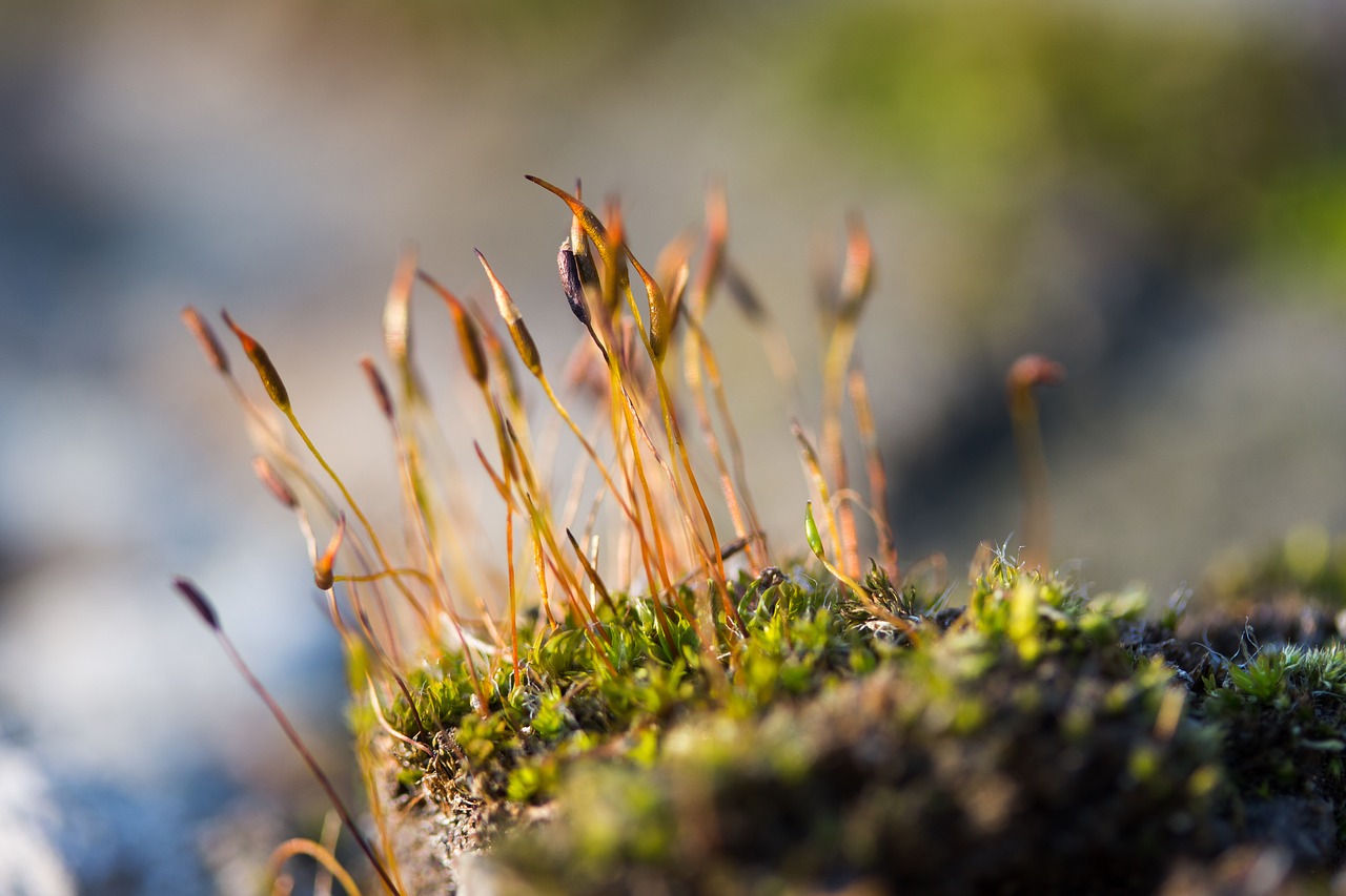 moss plant wallpaper
