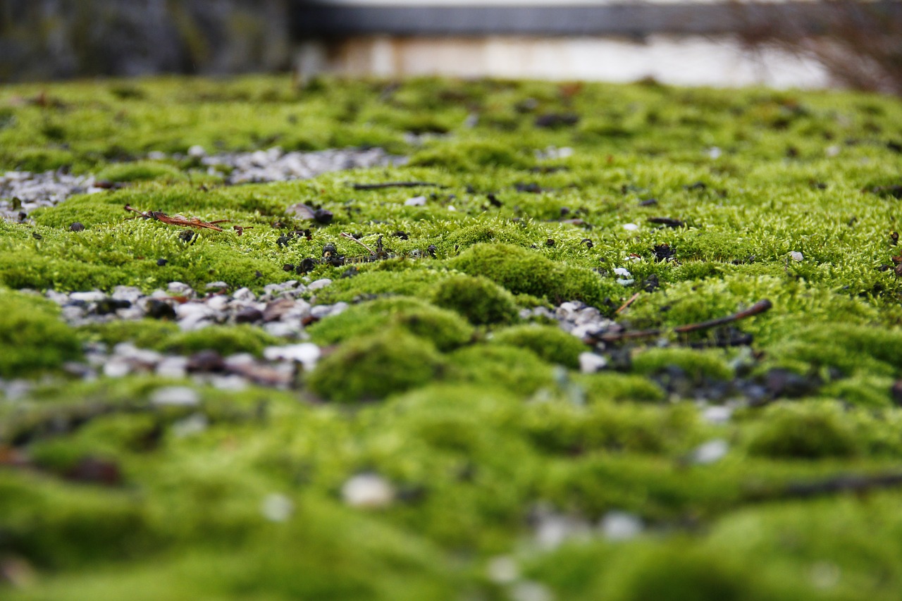 moss nature green free photo