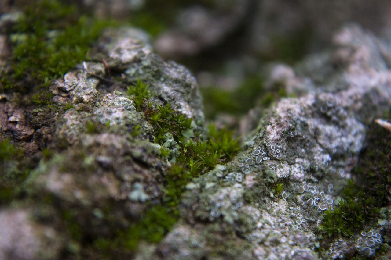 moss lichen bark free photo