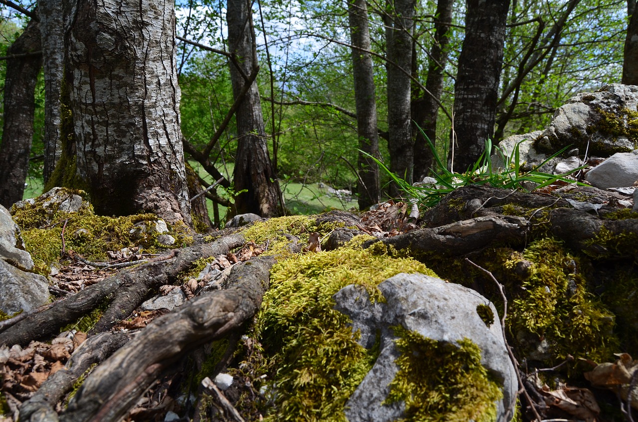 moss forest into the woods free photo