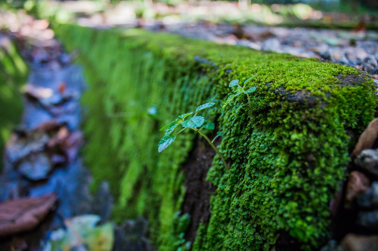 moss step stone free photo