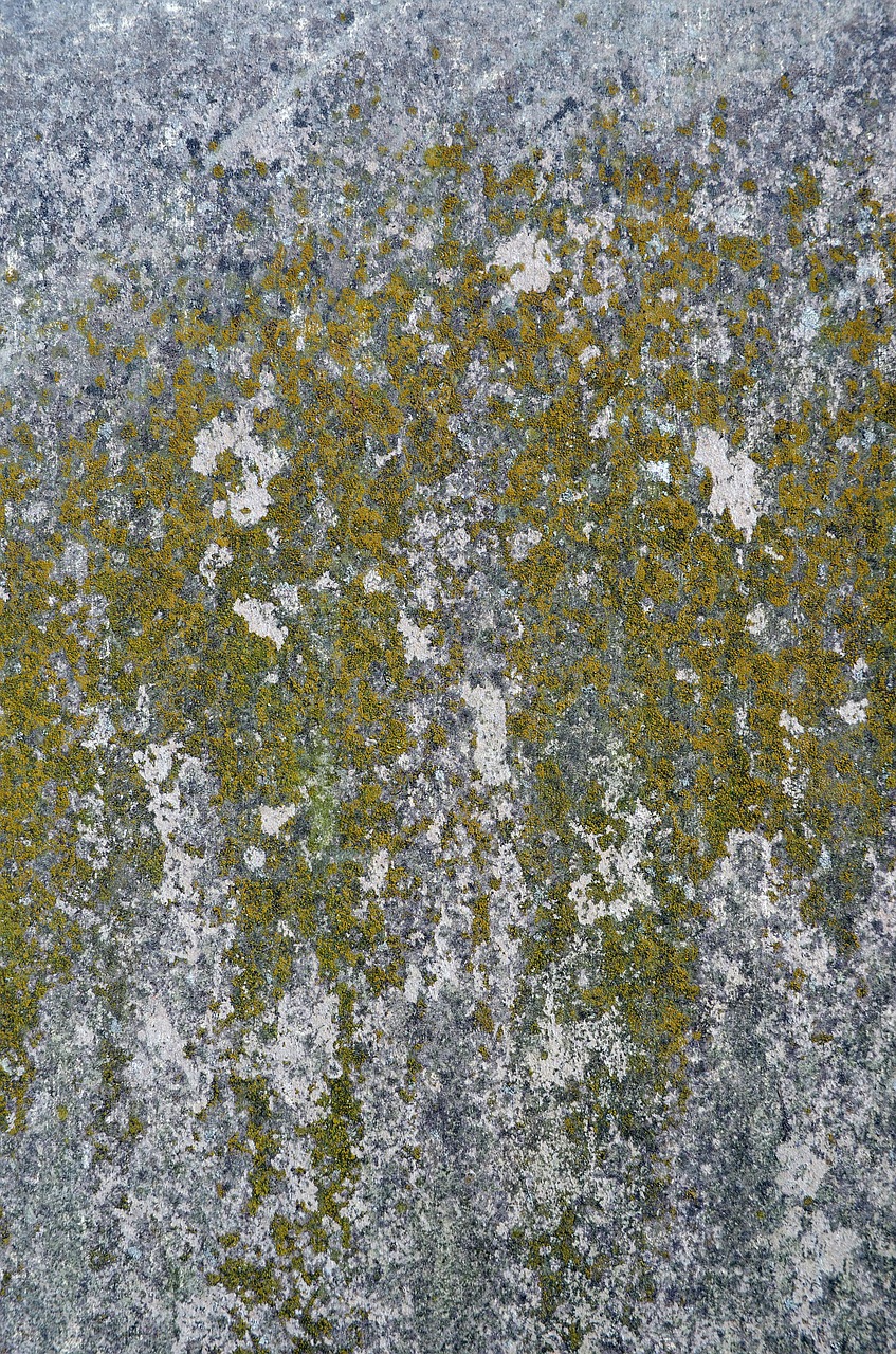 moss texture background free photo