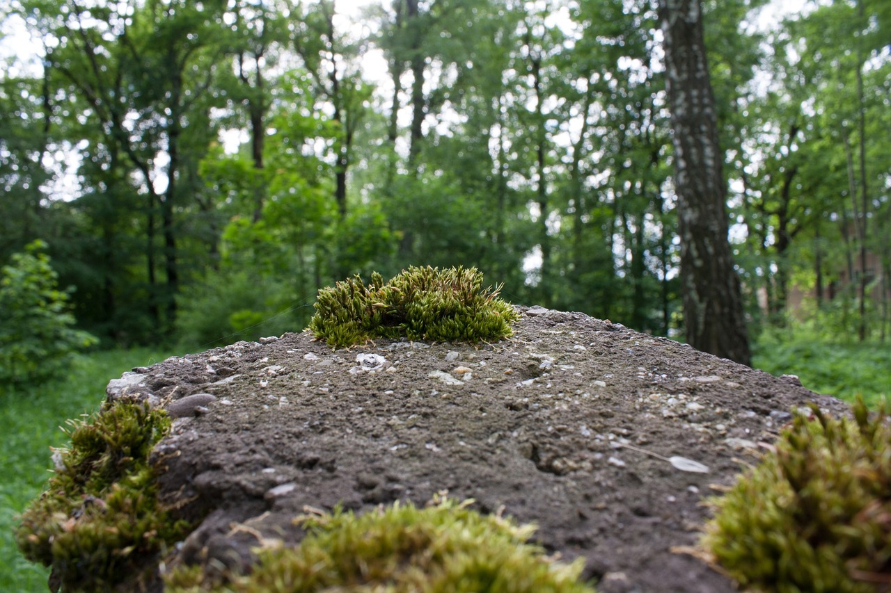 moss stone macro free photo