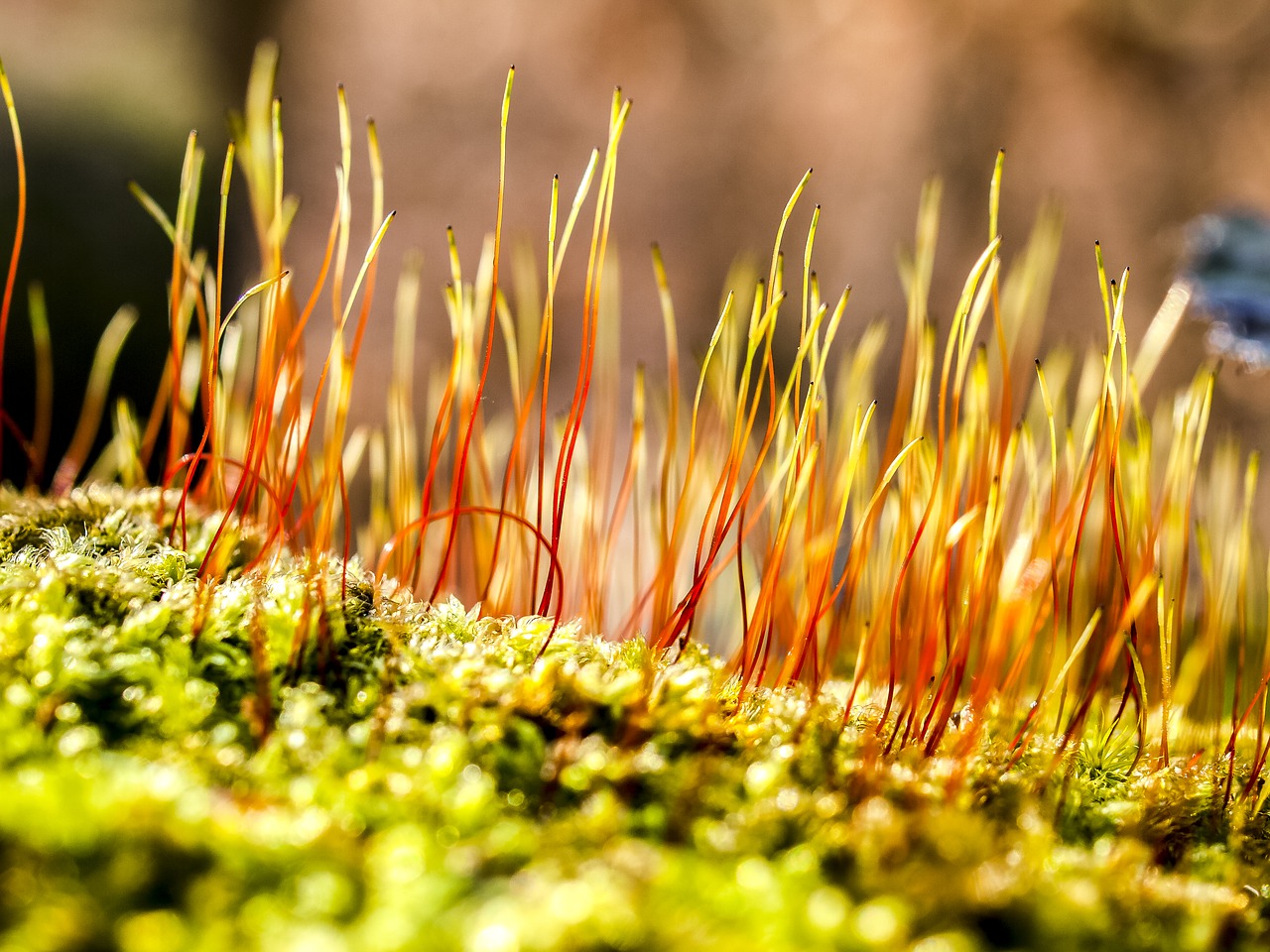 moss plant nature free photo