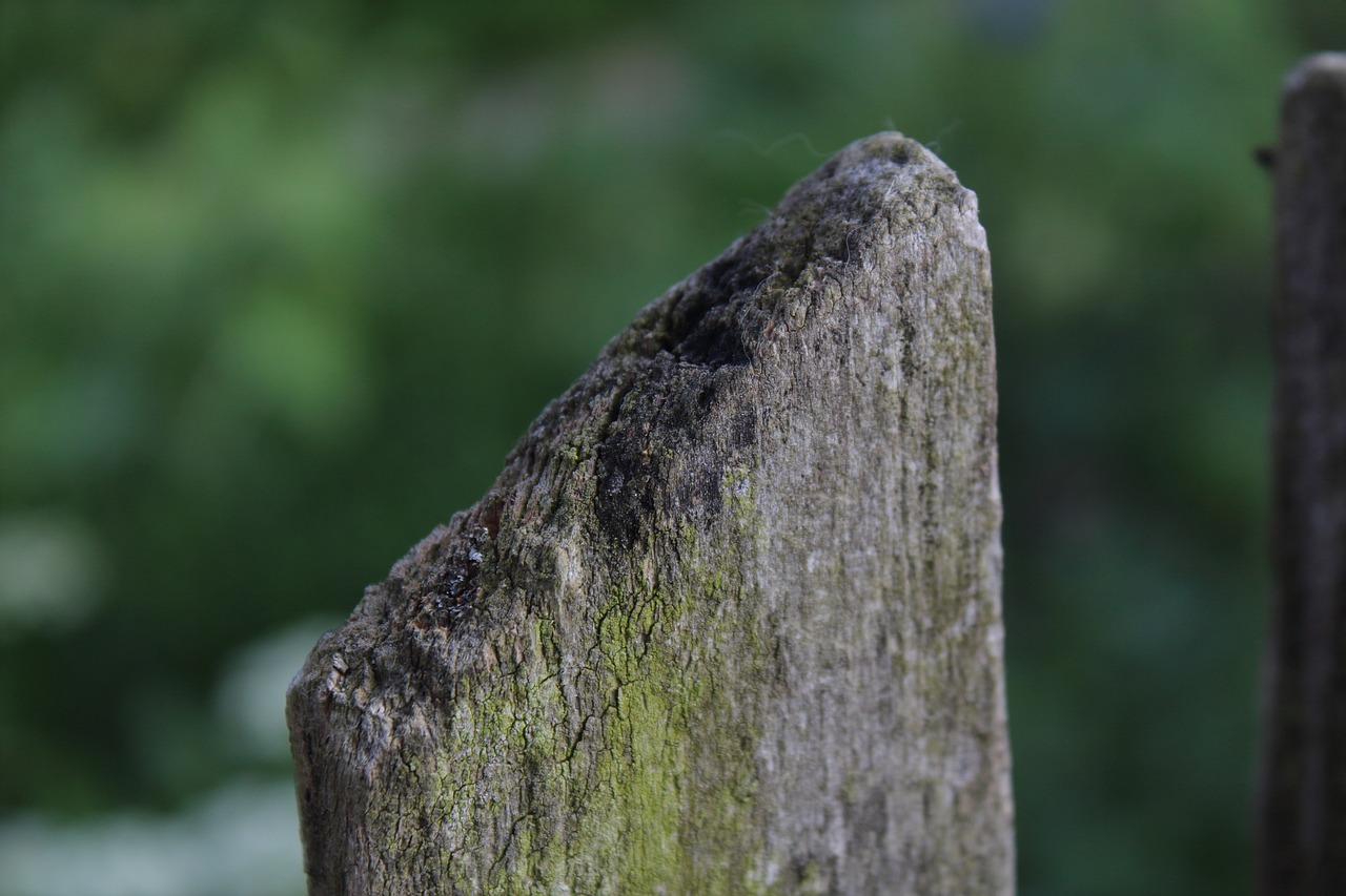 moss wood the fence free photo