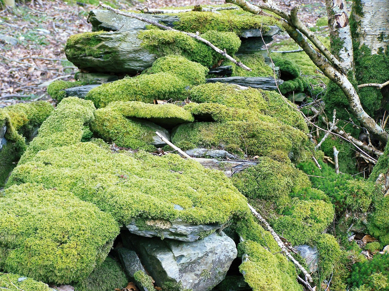 moss drystone wall woodland free photo