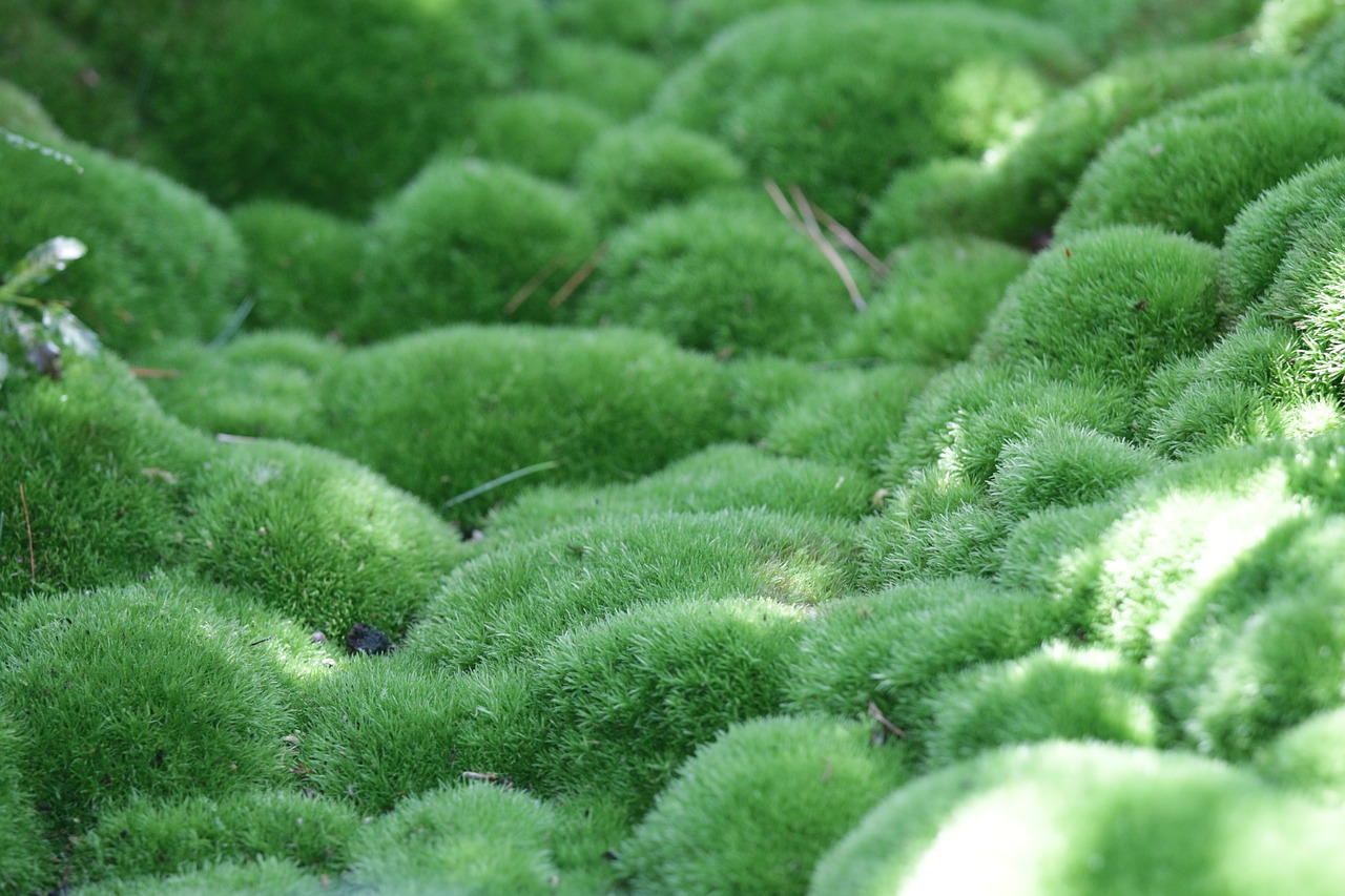 moss green nature free photo