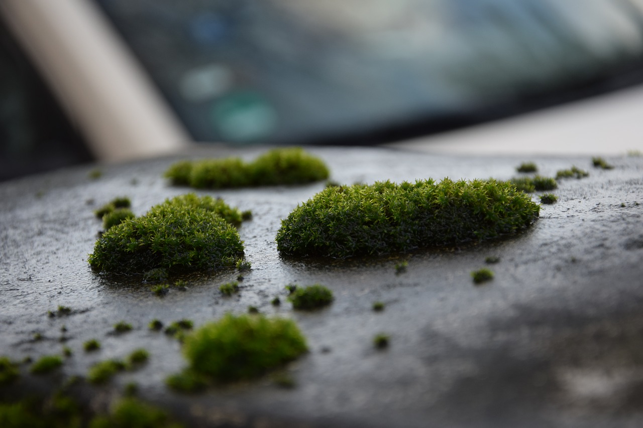 moss plant wet free photo