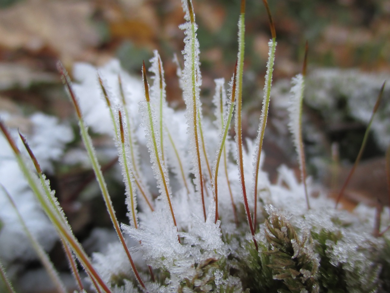 moss ice snow free photo