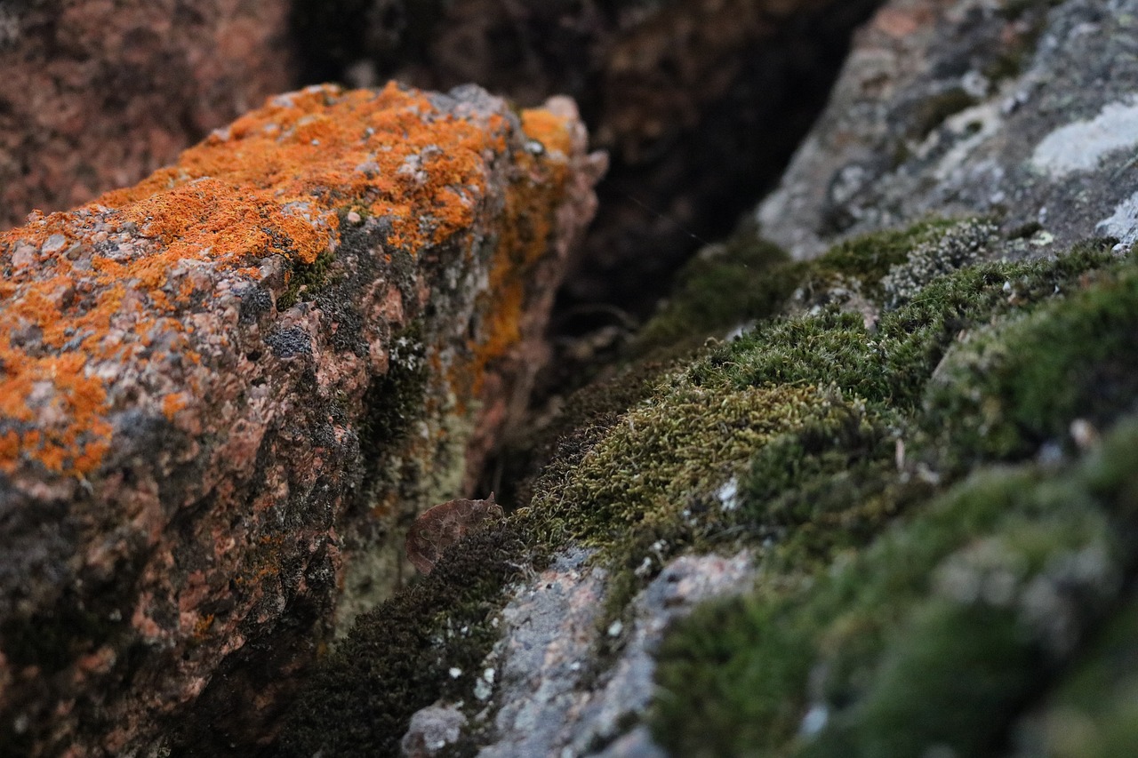 moss orange green free photo