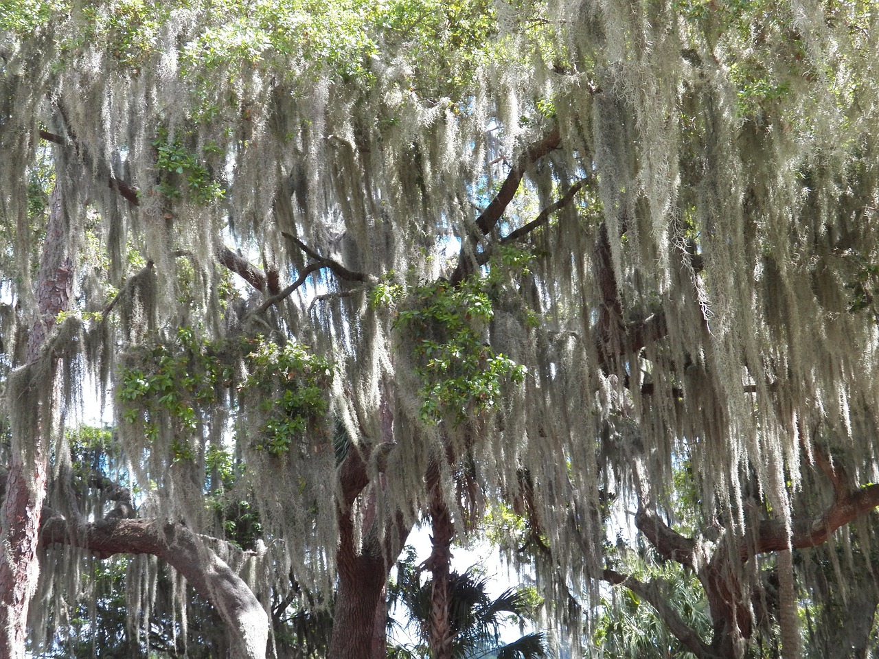 moss cover trees free photo