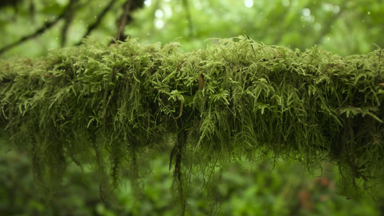 moss forest green free photo