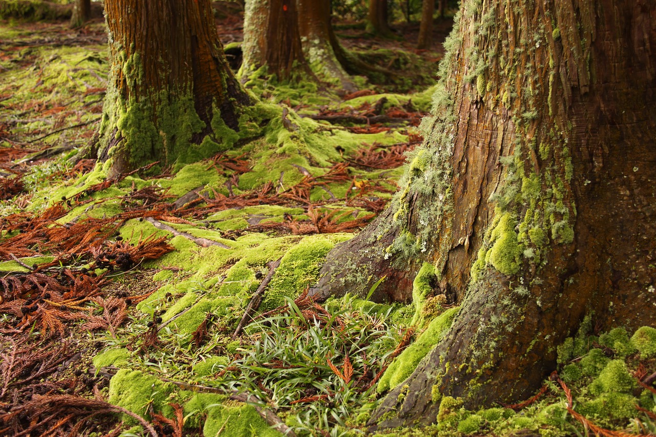 moss green woods free photo