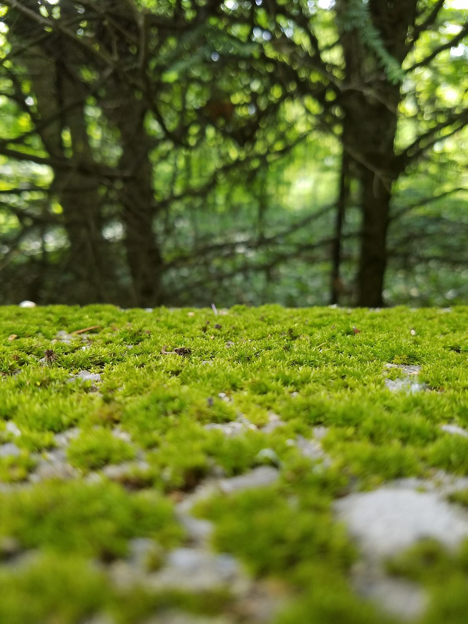 moss green trees free photo