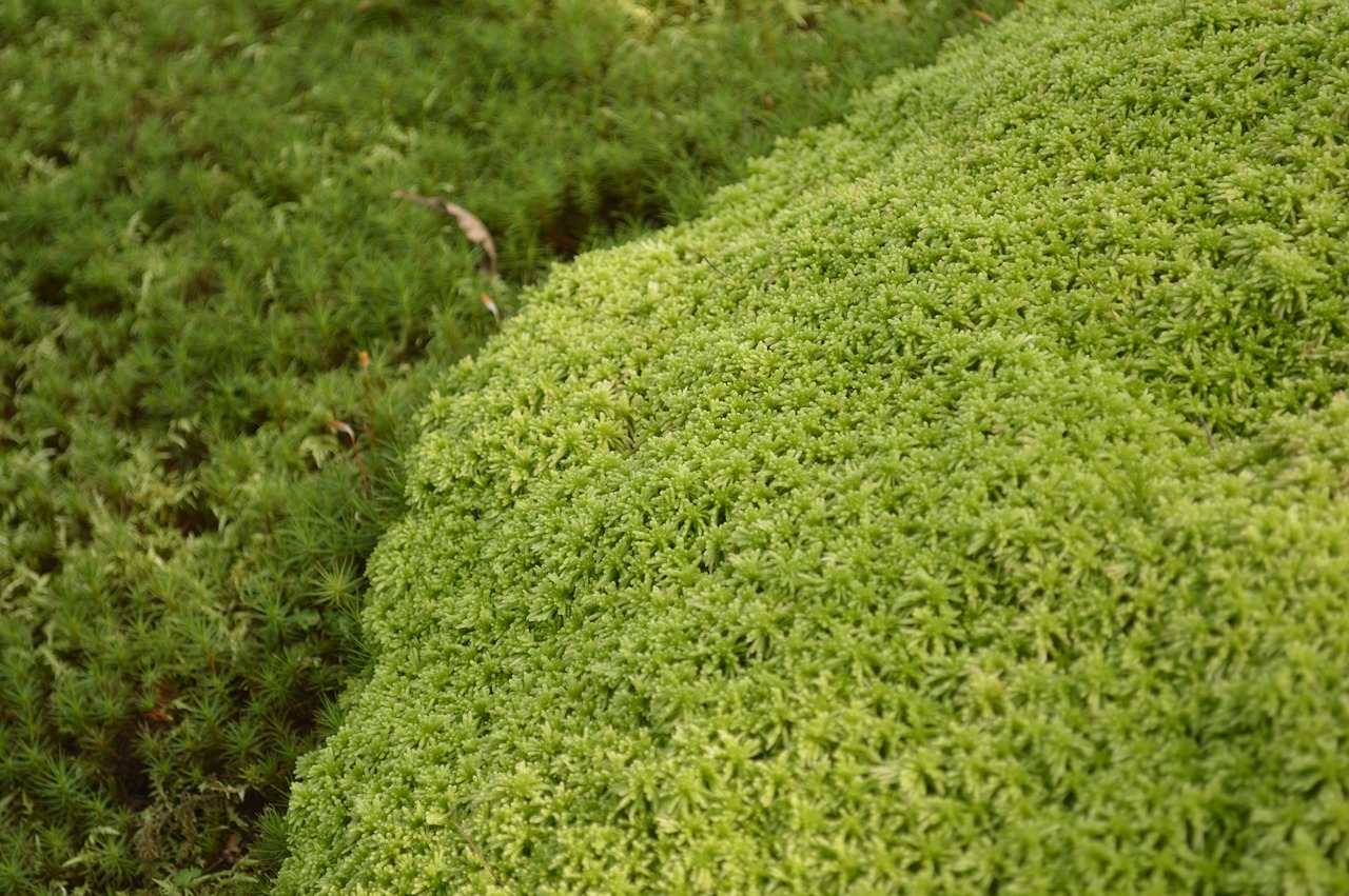 moss grass green free photo