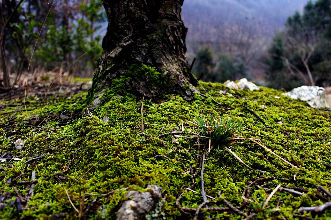 moss green plant free photo