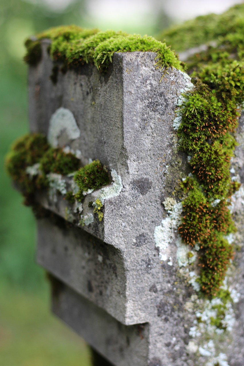 moss tombstone jewish cemetery free photo
