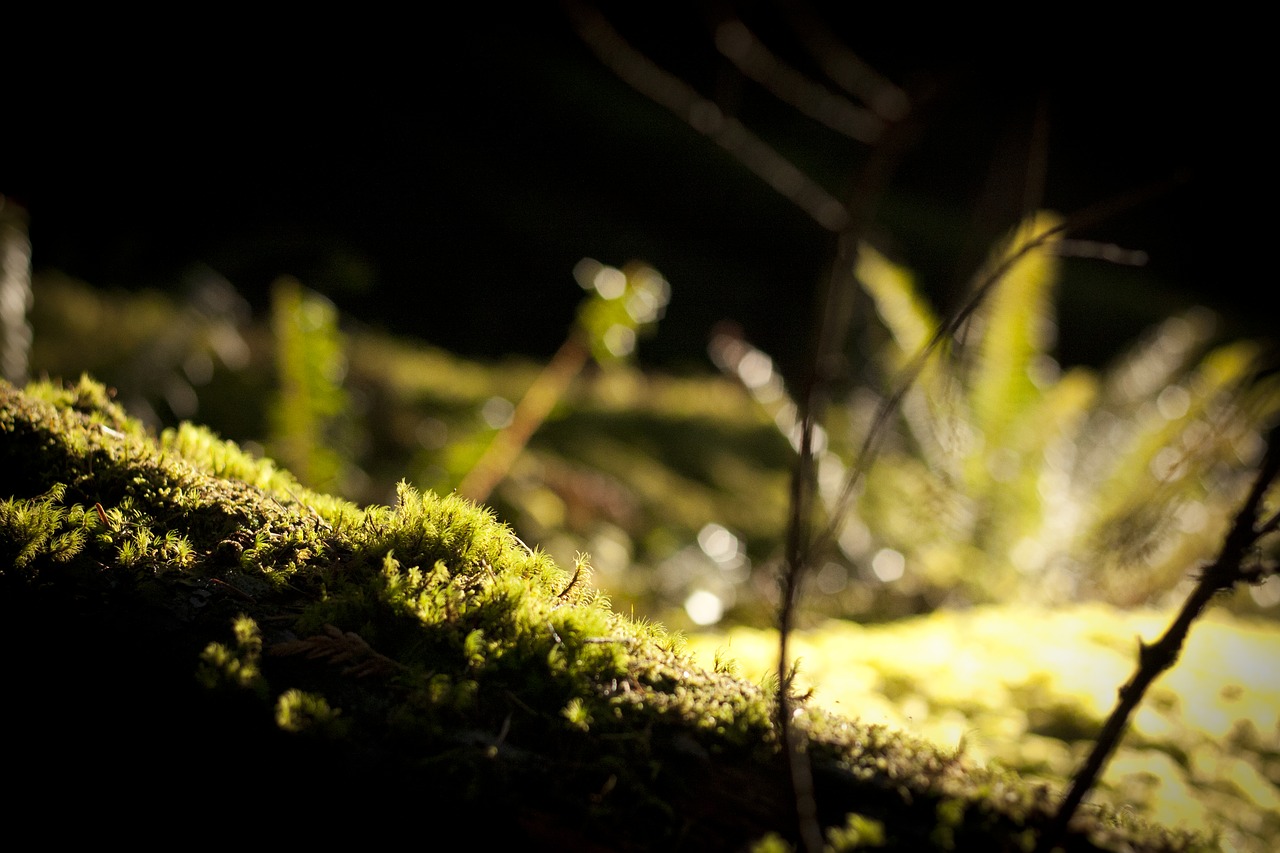 moss nature forest free photo