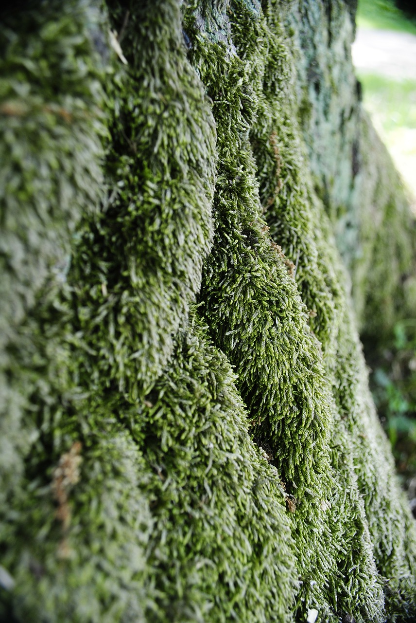 moss the bark tree free photo