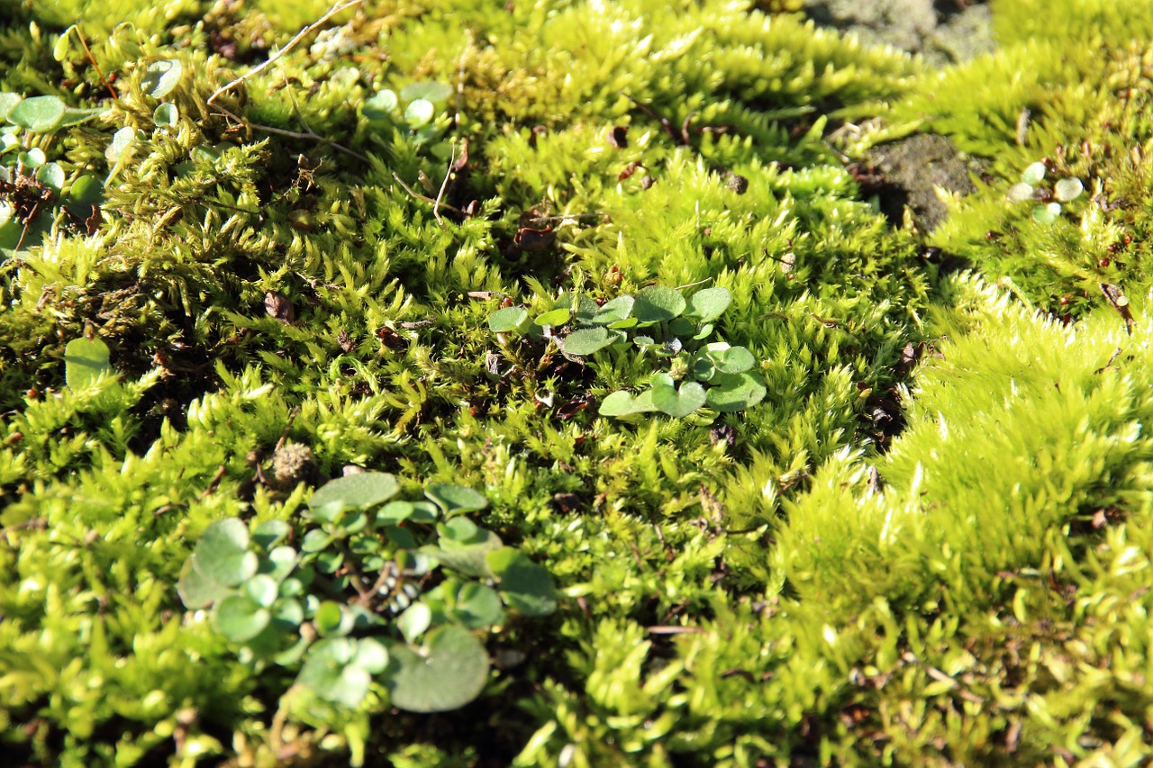 moss forest soft free photo