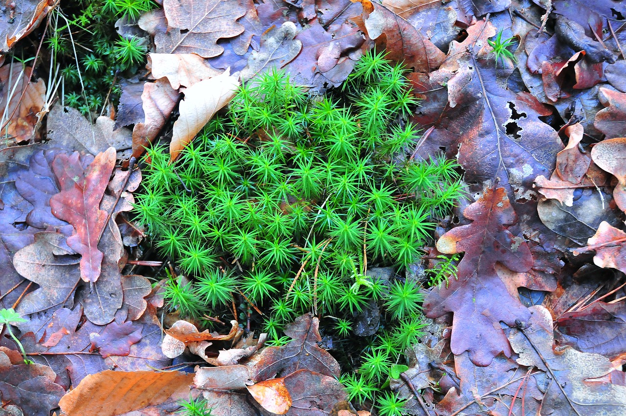 moss forest foliage free photo