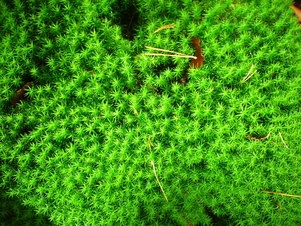 moss october autumn free photo