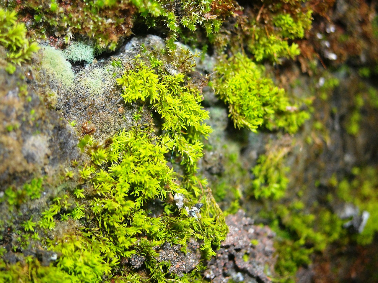 moss green wall free photo