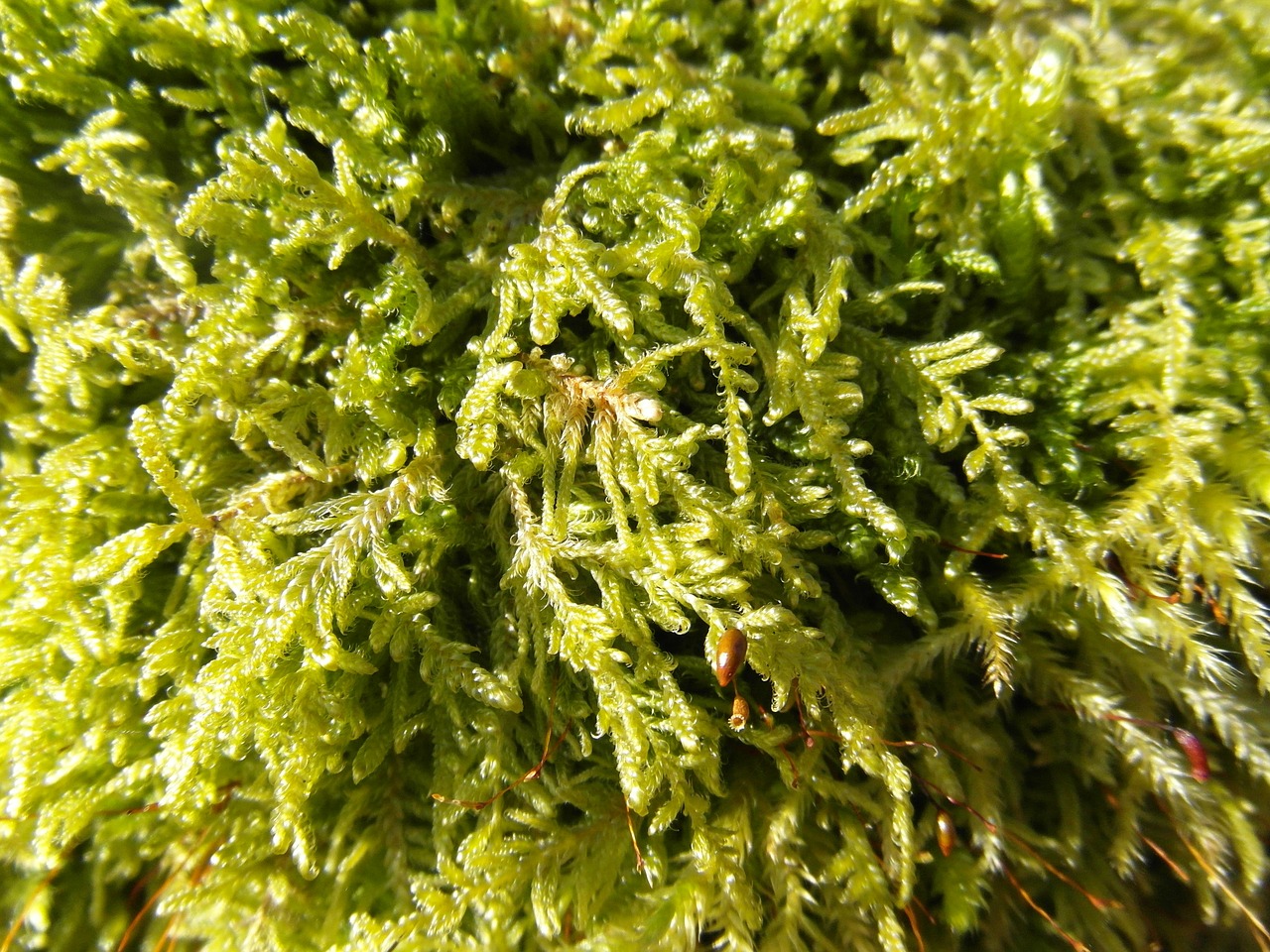 moss green forest free photo